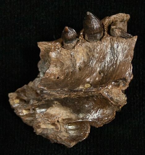 Leidyosuchus Jaw Section With Teeth - Hell Creek #5724